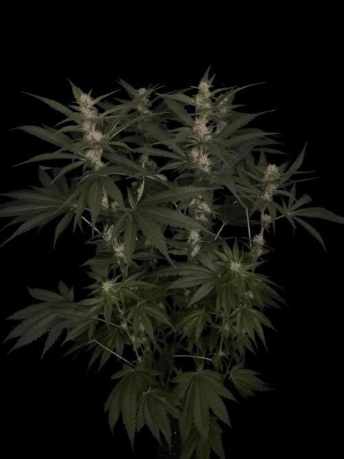 Gushers Zamnesia. Week 9