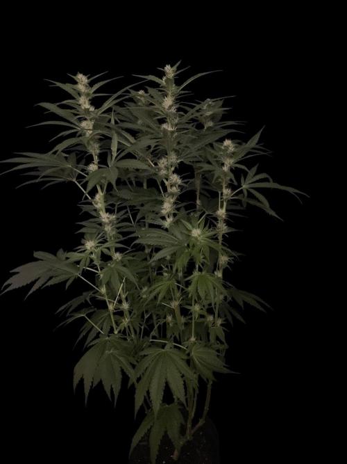 Gushers Zamnesia. Week 9