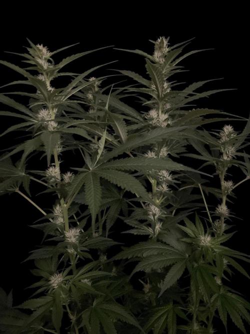 Gushers Zamnesia. Week 9