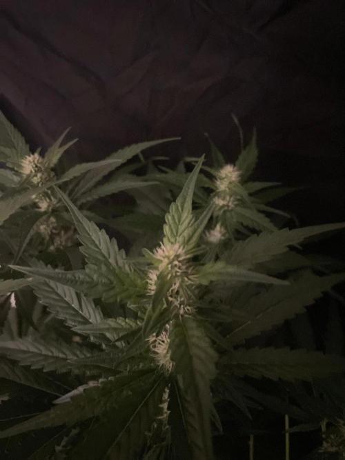 Gushers Zamnesia. Week 9