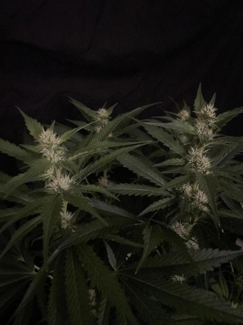 Gushers Zamnesia. Week 9