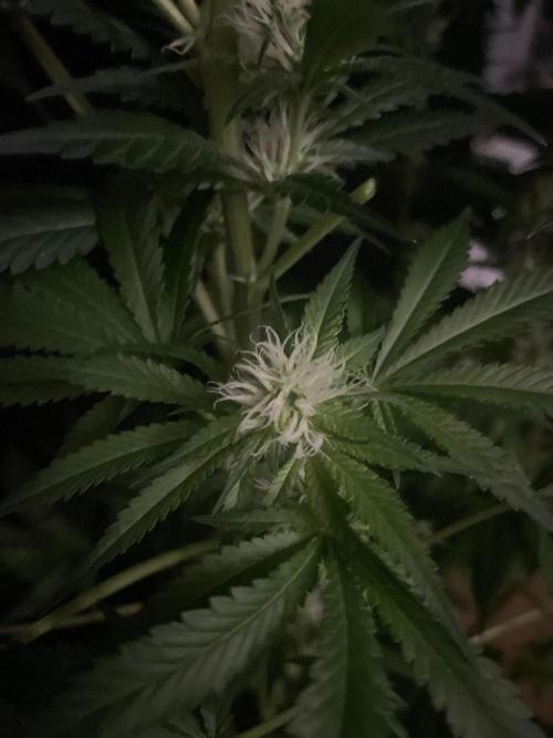 Gushers Zamnesia. Week 9