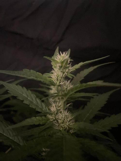 Gushers Zamnesia. Week 9