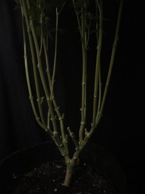 Gushers Zamnesia. Week 9