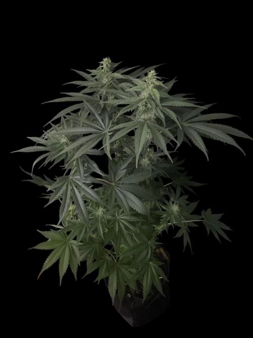 Black Diamond Zamnesia. Week 9