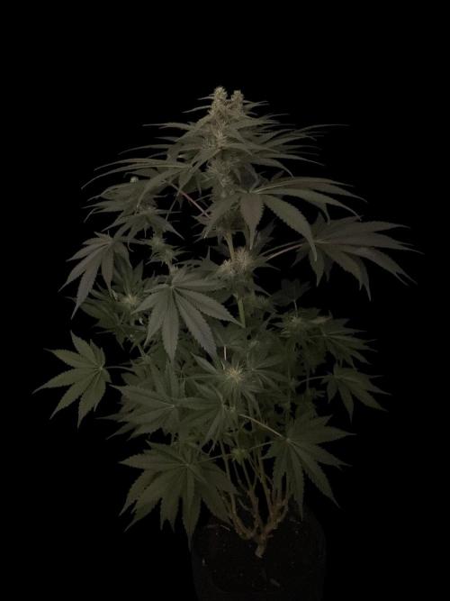 Black Diamond Zamnesia. Week 9