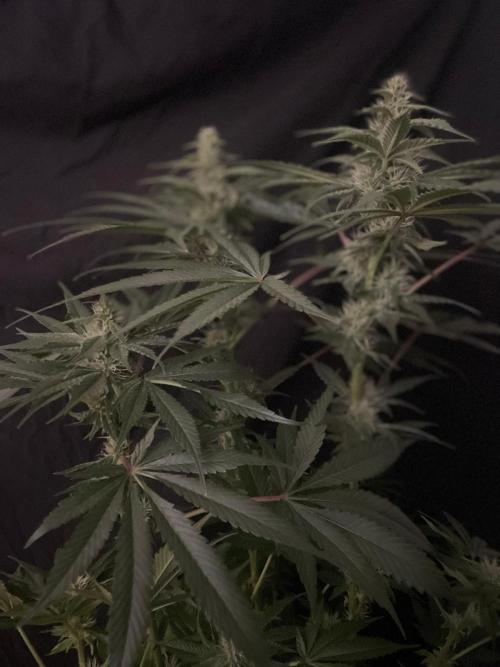 Black Diamond Zamnesia. Week 9