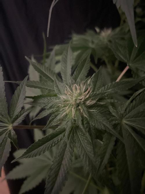Black Diamond Zamnesia. Week 9