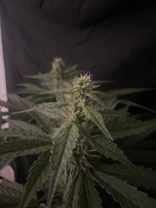 Black Diamond Zamnesia. Week 9