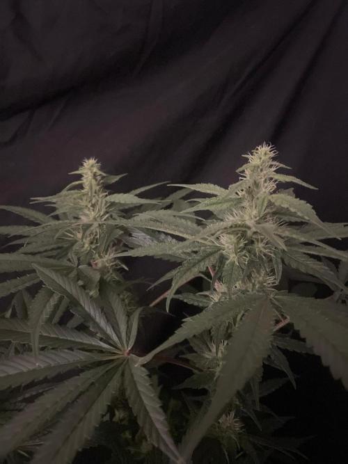 Black Diamond Zamnesia. Week 9