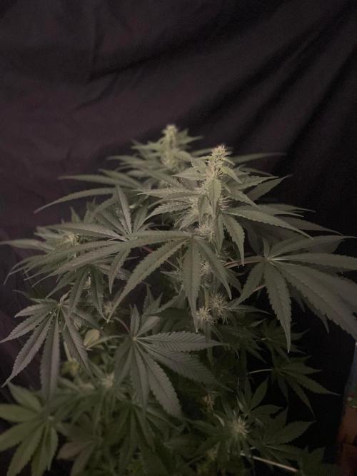 Black Diamond Zamnesia. Week 9