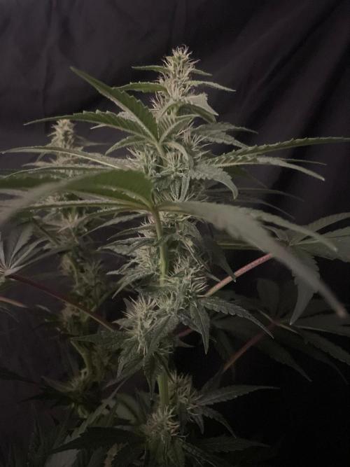 Black Diamond Zamnesia. Week 9