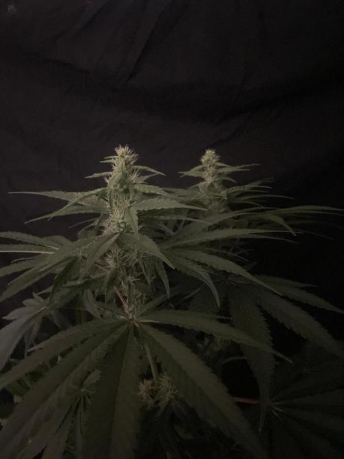 Black Diamond Zamnesia. Week 9