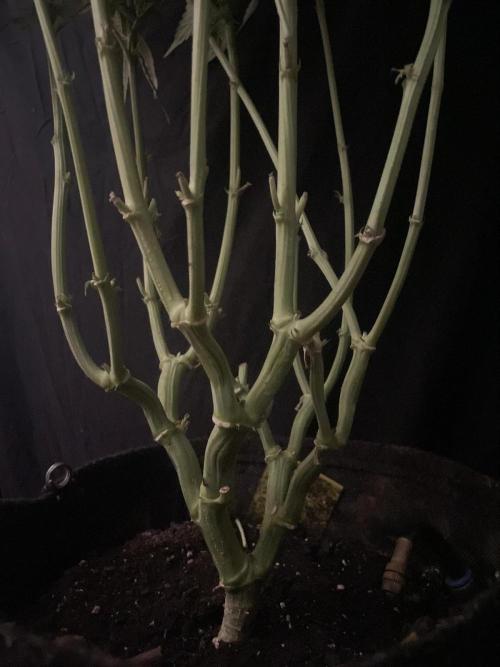 Black Diamond Zamnesia. Week 9