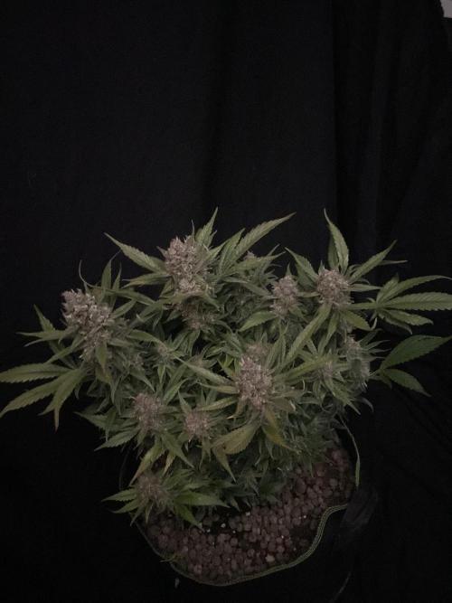 Diablo Delights XL Auto Sweetseeds. Week 10