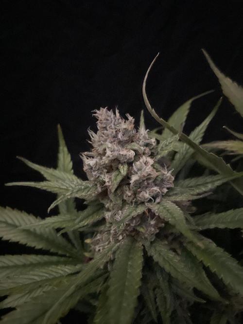 Diablo Delights XL Auto Sweetseeds. Week 10