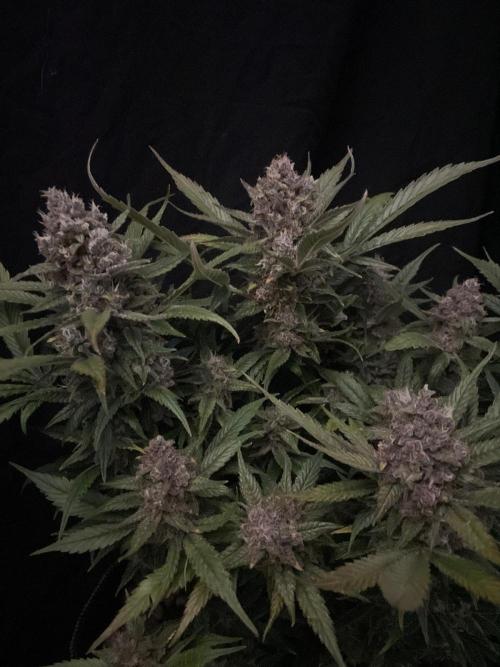 Diablo Delights XL Auto Sweetseeds. Week 10