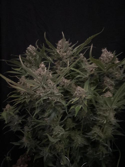 Diablo Delights XL Auto Sweetseeds. Week 10