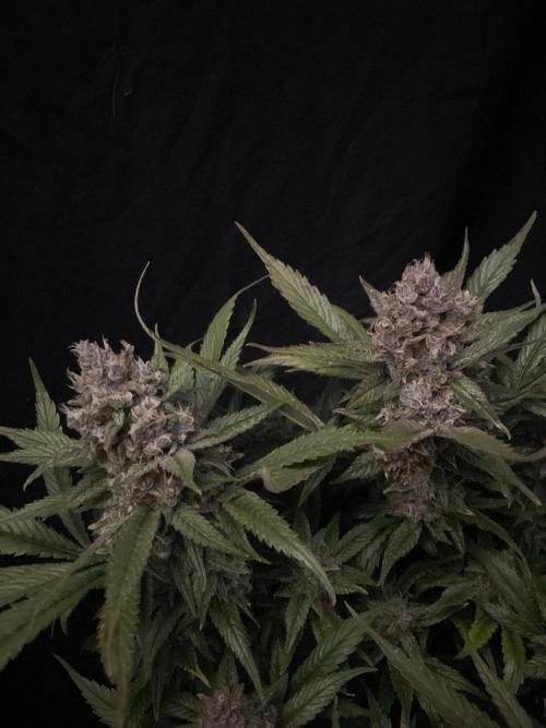 Diablo Delights XL Auto Sweetseeds. Week 10