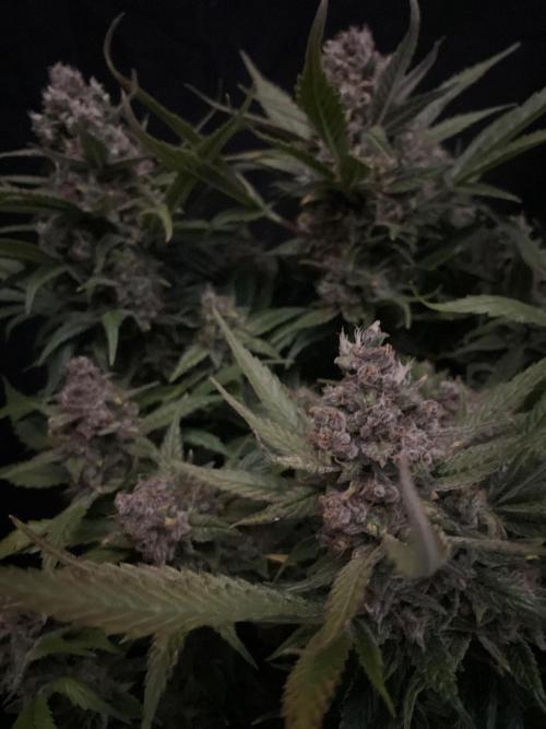 Diablo Delights XL Auto Sweetseeds. Week 10