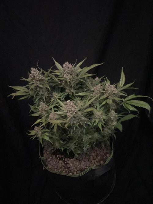 Diablo Delights XL Auto Sweetseeds. Week 10