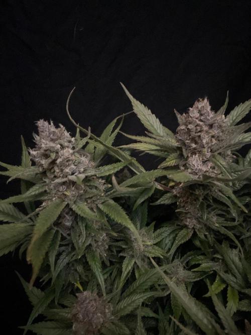 Diablo Delights XL Auto Sweetseeds. Week 10