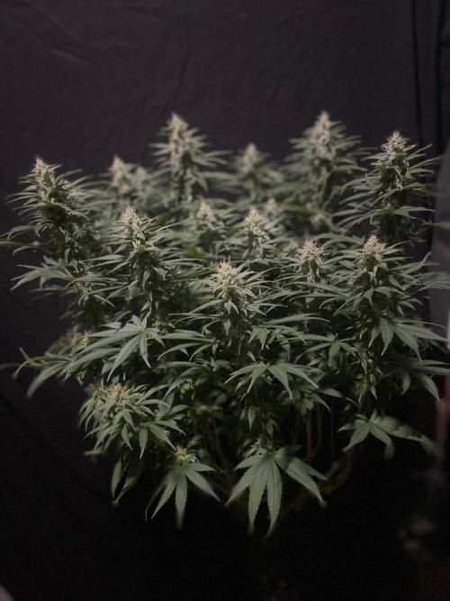 Biscotti Zamnesia. Week 10