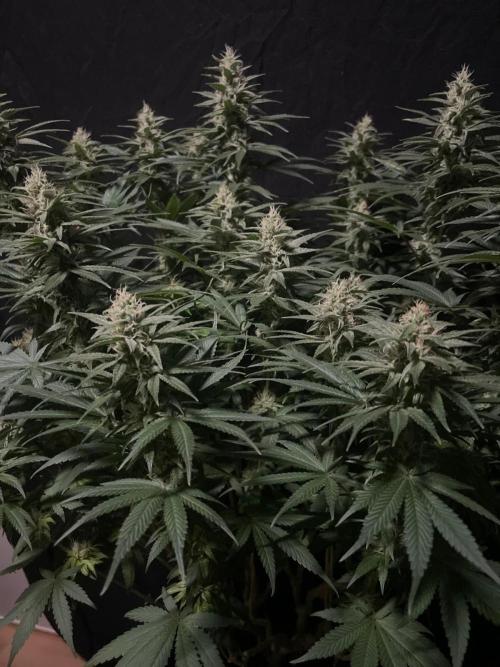 Biscotti Zamnesia. Week 10