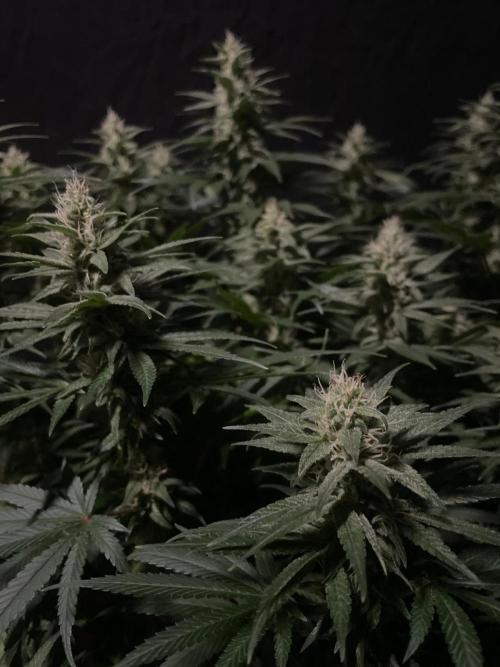 Biscotti Zamnesia. Week 10