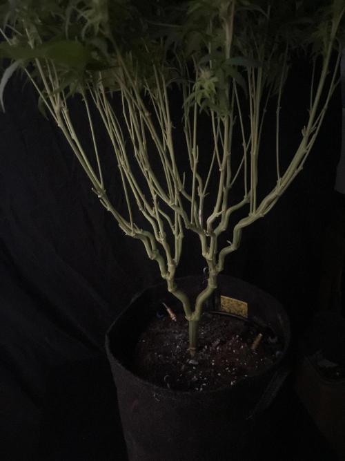 Biscotti Zamnesia. Week 10