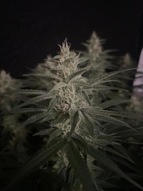 Biscotti Zamnesia. Week 10