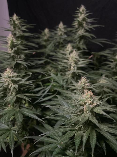 Biscotti Zamnesia. Week 10