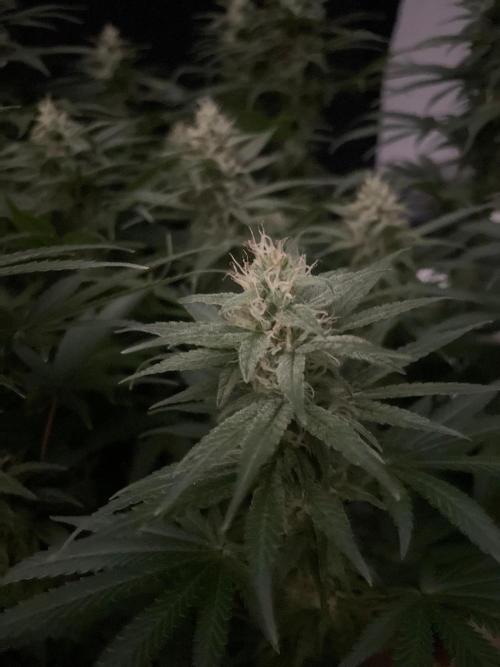 Biscotti Zamnesia. Week 10