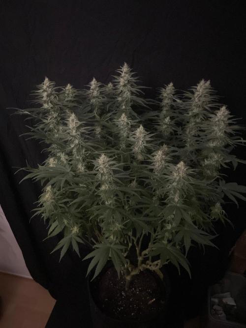 Biscotti Zamnesia. Week 10