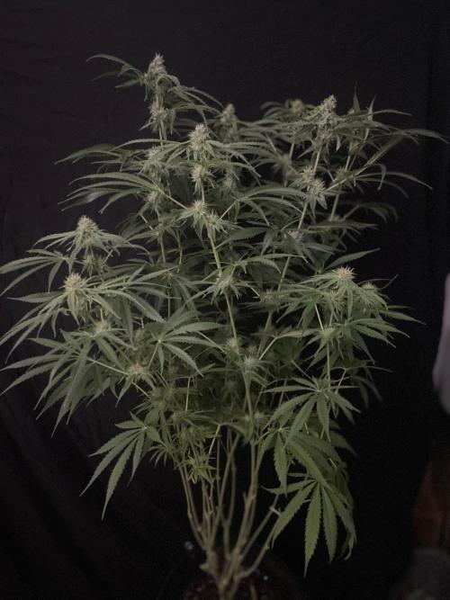 Black Runtz Weedseedsexpress. Week 9