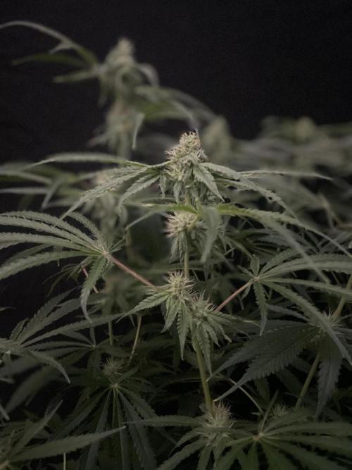 Black Runtz Weedseedsexpress. Week 9