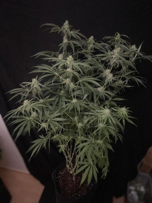 Black Runtz Weedseedsexpress. Week 9