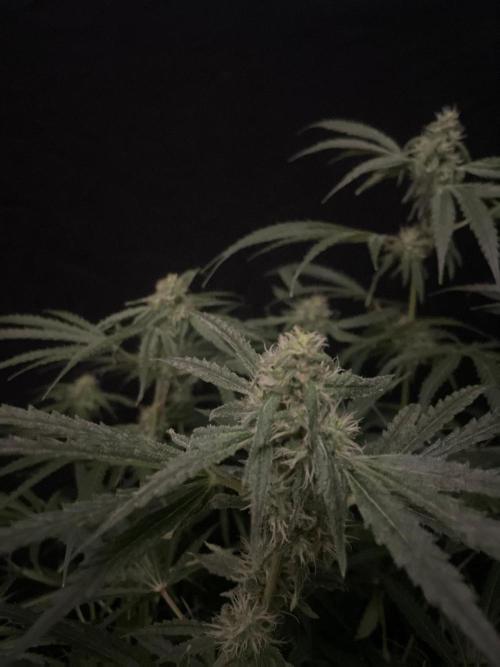 Black Runtz Weedseedsexpress. Week 9
