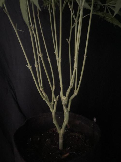 Black Runtz Weedseedsexpress. Week 9