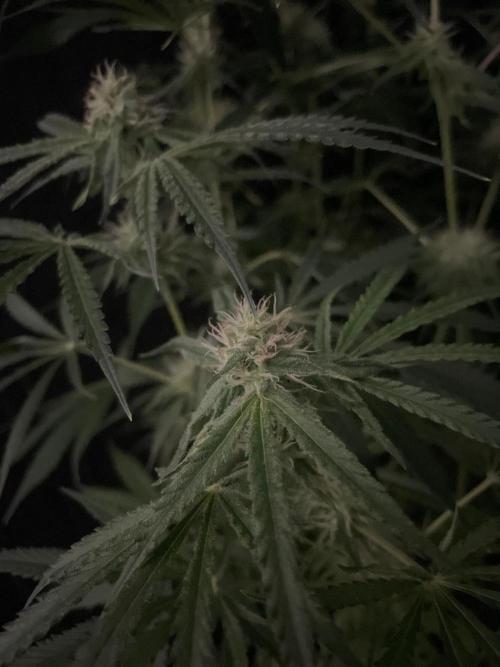 Black Runtz Weedseedsexpress. Week 9