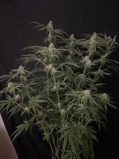Black Runtz Weedseedsexpress. Week 9