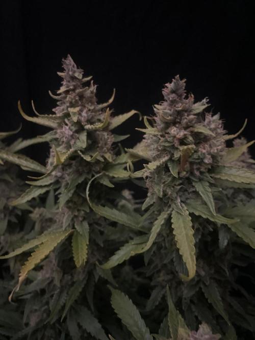 Banana Blaze Auto Dutch Passion. Week 11