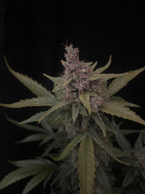 Banana Blaze Auto Dutch Passion. Week 11