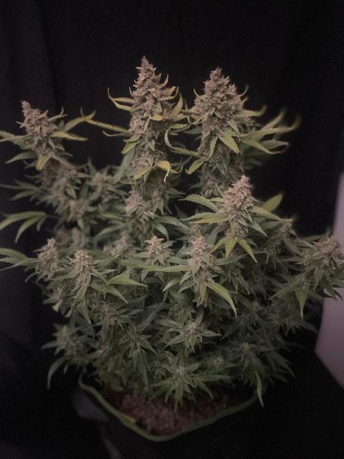 Banana Blaze Auto Dutch Passion. Week 11