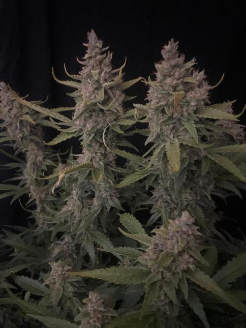 Banana Blaze Auto Dutch Passion. Week 11