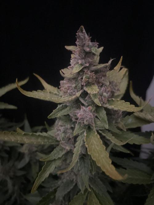 Banana Blaze Auto Dutch Passion. Week 11