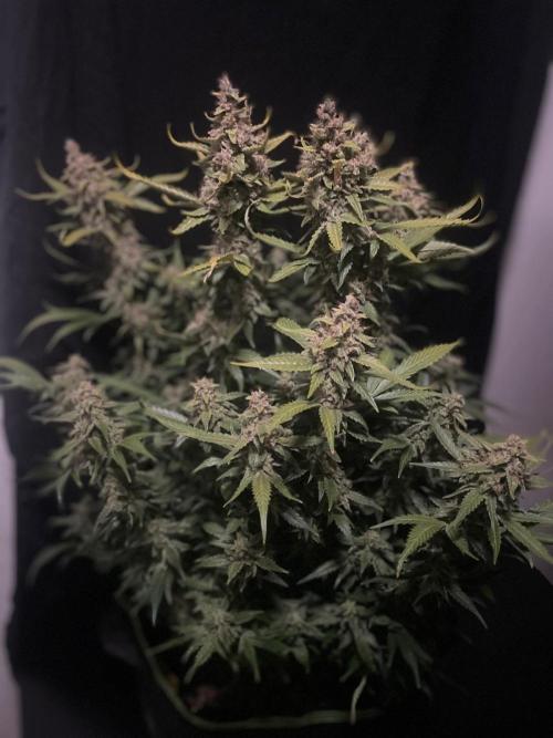 Banana Blaze Auto Dutch Passion. Week 11