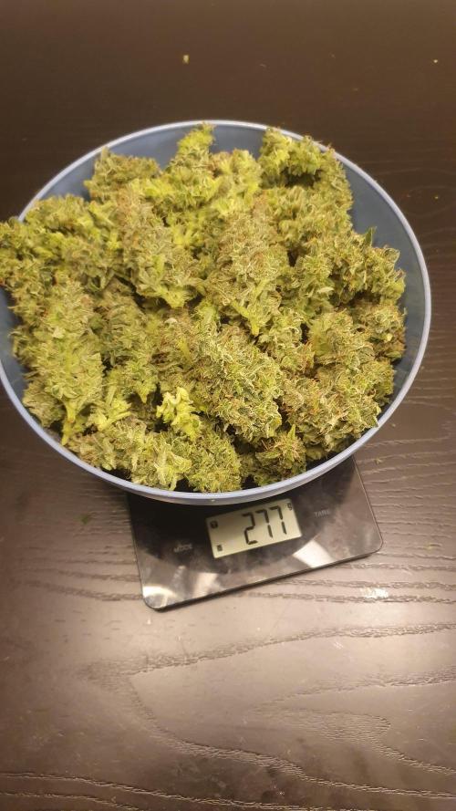 Banana Blaze Auto Dutch Passion. Week 11