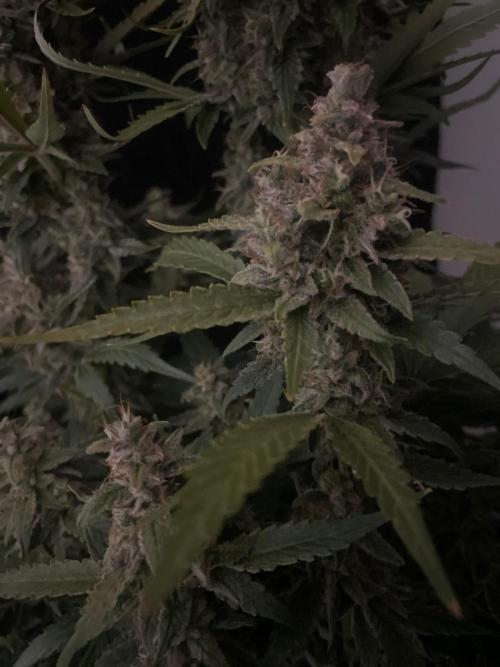 Banana Blaze Auto Dutch Passion. Week 11