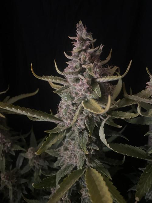 Banana Blaze Auto Dutch Passion. Week 11